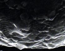 triodanis